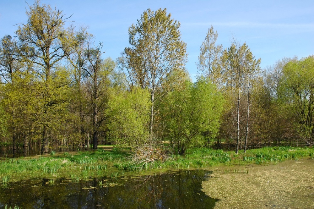 Lužní lesy řeky Moravy